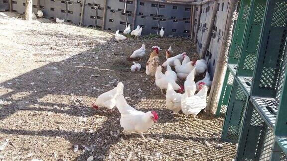 传统放养家禽农场的鸡只