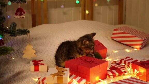 小猫坐在红色的礼品盒上白色的毯子上圣诞节的背景小灰猫正在玩耍洗衣服准备庆祝可爱的小宠物有趣的动物们有趣的圣诞礼物