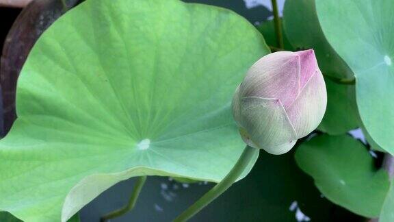花园里的粉红莲花特写
