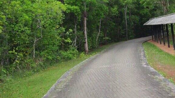 在热带雨林的道路上开车