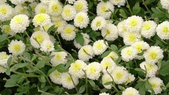 美丽的白色菊花的花