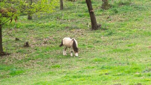 在乡村的绿色草地上吃草的白马