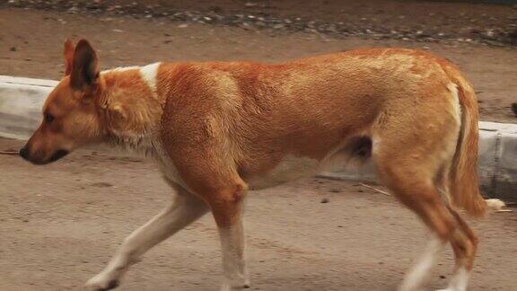 棕色的杂种狗在路边休息一瘸一拐地跑着跟踪射击