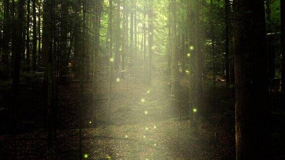发光的飞行梦幻般的萤火虫飞过阳光多雾的森林