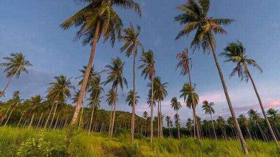 时间流逝椰子树荒芜的海湾的日落景象