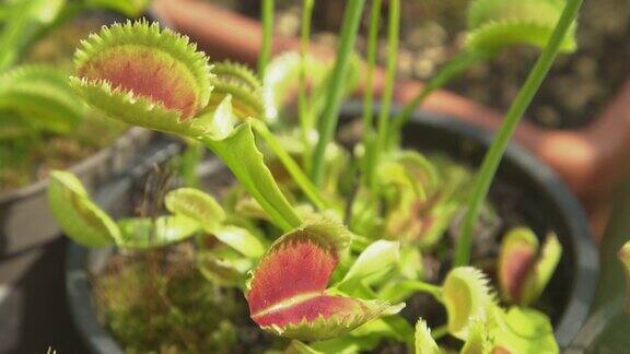 特写:麝香菊(Dionaeamuscipula)打开敏感的陷阱来吸引虫子