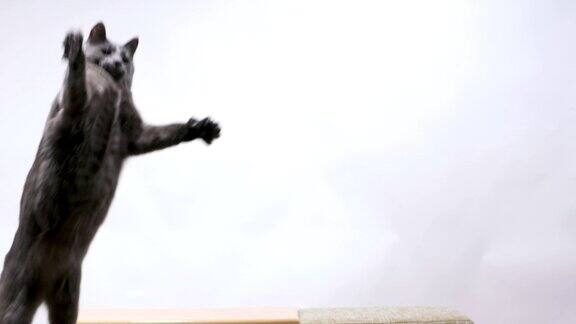 灰猫玩着老鼠玩具上一连串的跳跃
