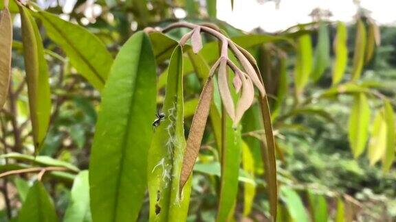 绿色榴莲叶上有黑蚂蚁和蚜虫