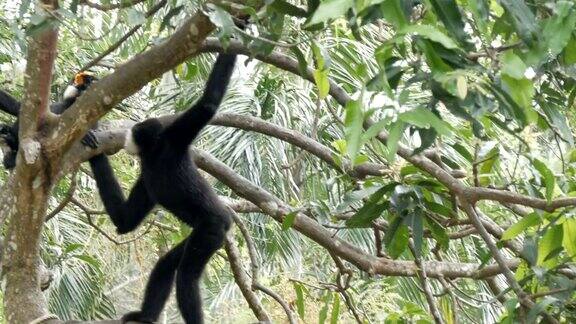 黑长臂猿骑在树枝上
