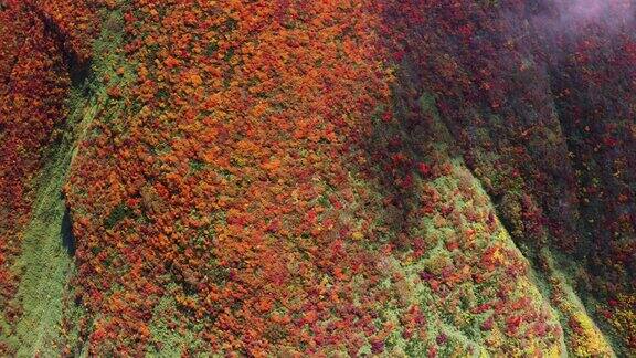 秋季五彩森林红叶悬崖峭壁风光