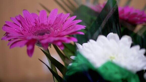 在粉红色菊花花瓣上喷洒水珠180帧秒