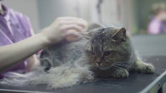 在沙龙里为猫梳理毛发医生女孩用梳子搔猫的毛理发
