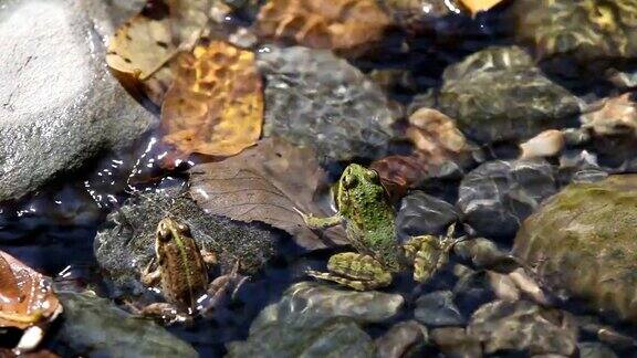 小溪和青蛙