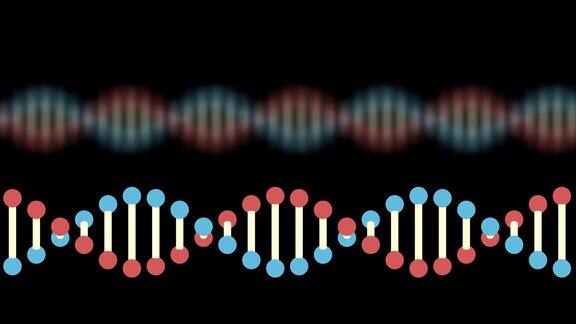 两个DNA在黑色背景上的2D动画物体是水平的背景模糊了重点是在前面60fps
