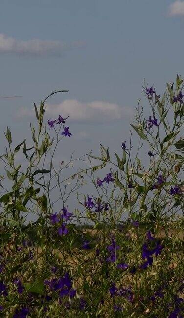 宁静的田野背景和路边盛开的野花