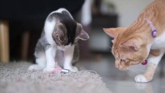 两只猫一起玩玩具