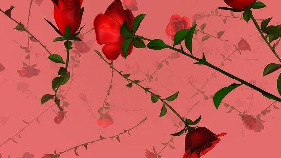可循环坠落的玫瑰与粉红色的背景