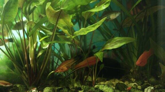 美丽的淡水水族馆绿色植物和许多鱼风景美丽的水族馆