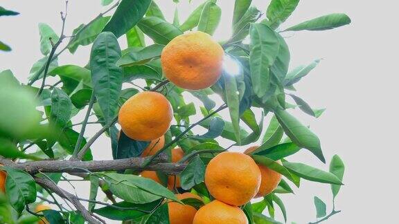 成熟的柑橘类水果或橘子挂在树上