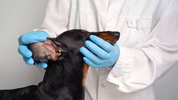 兽医在检查一只腊肠犬的眼睛狗的白内障眼睛宠物医疗保健理念