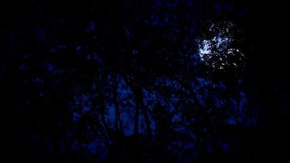 在满月的夜晚在丛林中滑翔