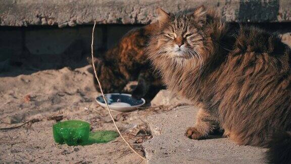 流浪街头的猫从一个脏碗吃在地上在街上慢莫
