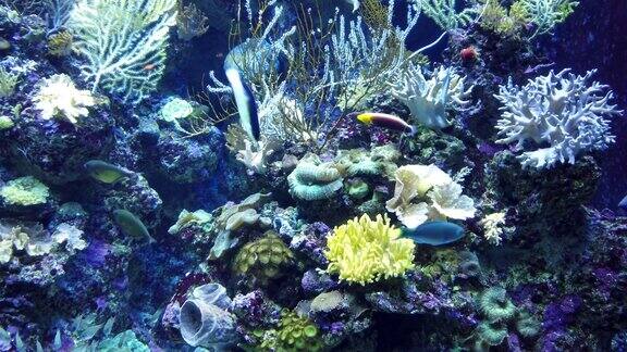 各种各样的海洋小鱼在天然珊瑚礁中游动