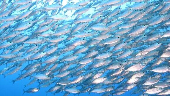 在加勒比海库拉索岛珊瑚礁的蓝绿色水中的诱饵球鱼群