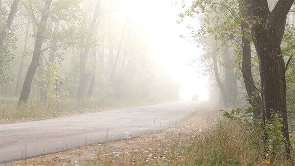 交通工具在雾中沿着森林道路行驶