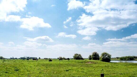 牛在田野里吃草的延时