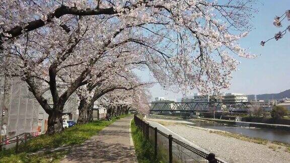 日本京都樱花白天在河边的樱花景观