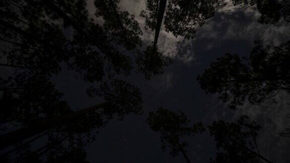 垂直夜间的星星和云移动通过松林的缝隙