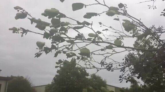 普通桤木(Alnusglutinosa)-潮湿天气的树枝、小枝和叶子