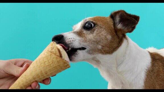 杰克罗素狗吃着蛋筒华夫饼上的冰淇淋