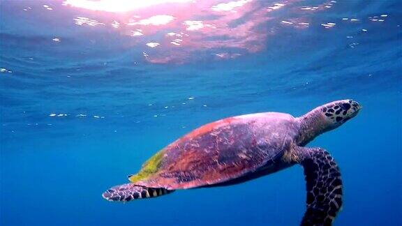 在深蓝色海洋中游泳的玳瑁海龟
