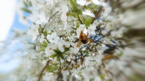 大黄蜂为盛开的樱桃和樱花授粉樱花与飞舞的大黄蜂的特写慢动作宏4k视频