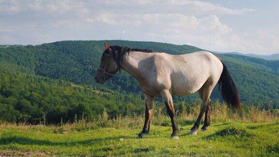 在群山的映衬下白马在风景如画的山谷里吃草