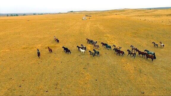 一群奔跑的马野生种马马术动物