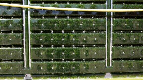 可替代能源:生产微藻作为可再生能源