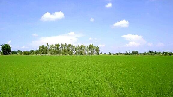无人机镜头农业田野绿色水稻农场蓝天无人机向前飞行