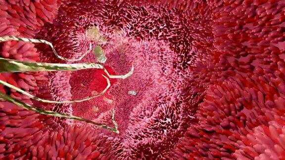 消化系统表面的微绒毛有细菌和病毒的肠绒毛显微镜下的绒毛用来消化和吸收食物的毛细血管人类的肠道幽门螺旋杆菌3d渲染