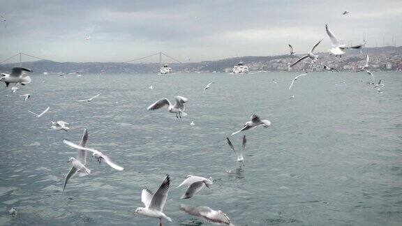 在经典的伊斯坦布尔背景下飞翔的海鸥