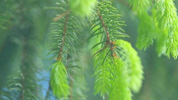 云杉树枝上绿色的嫩针叶年轻的云杉枝有明亮的绿色针叶缓慢的运动