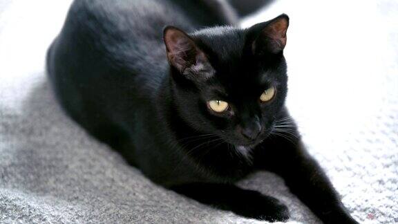 可爱的黑猫看着相机