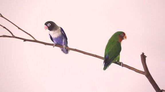 两只美丽的绿色鹦鹉在干枯的树枝上相恋