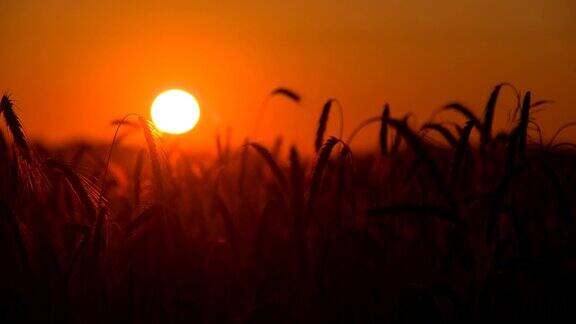 MSDS小麦穗在日落