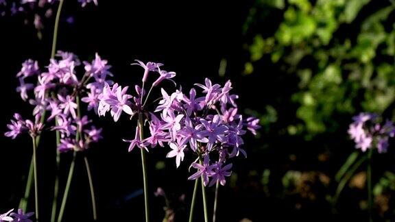 慢镜头中的紫花