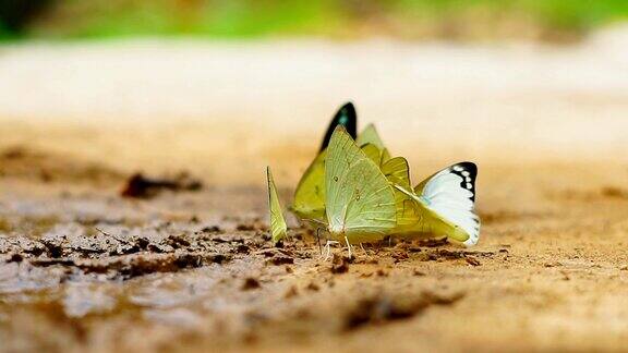 雨林中的蝴蝶缓慢的运动