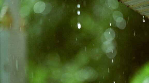雨落在绿树上