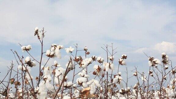 天空中棉花田的全景